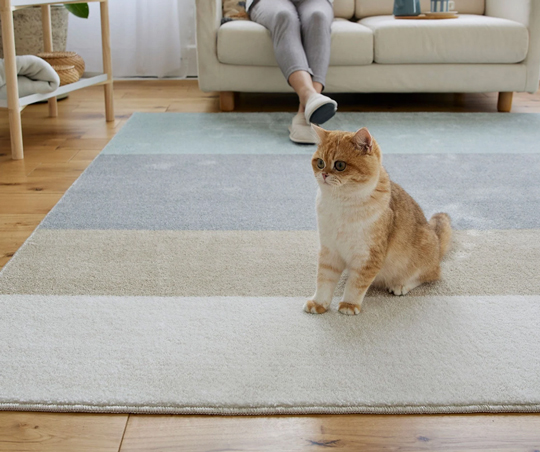 犬猫